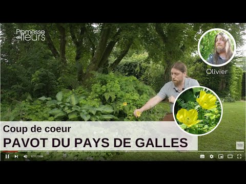Vidéo: Qu'est-ce qu'un coquelicot gallois - Conseils pour faire pousser des coquelicots gallois dans le jardin