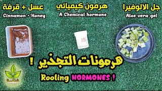 أنواع هرمونات التجذير وكيفية استخدامها  |  Types of rooting hormones and how to use them