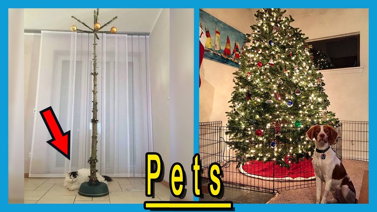 How To Protect Christmas Trees From Your Pets 🕯 YouTube