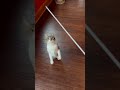 Conducting a cat