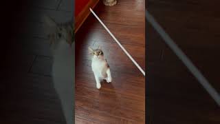 Conducting a cat