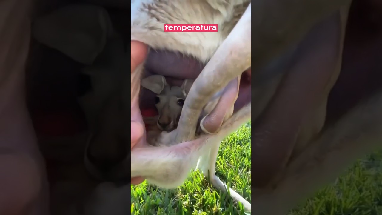 Imagem incrível do Canguru passeando dentro da bolsa 🦘 