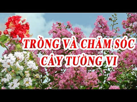 Video: Cây hoa tường vi: Mẹo trồng hoa tường vi trong vườn