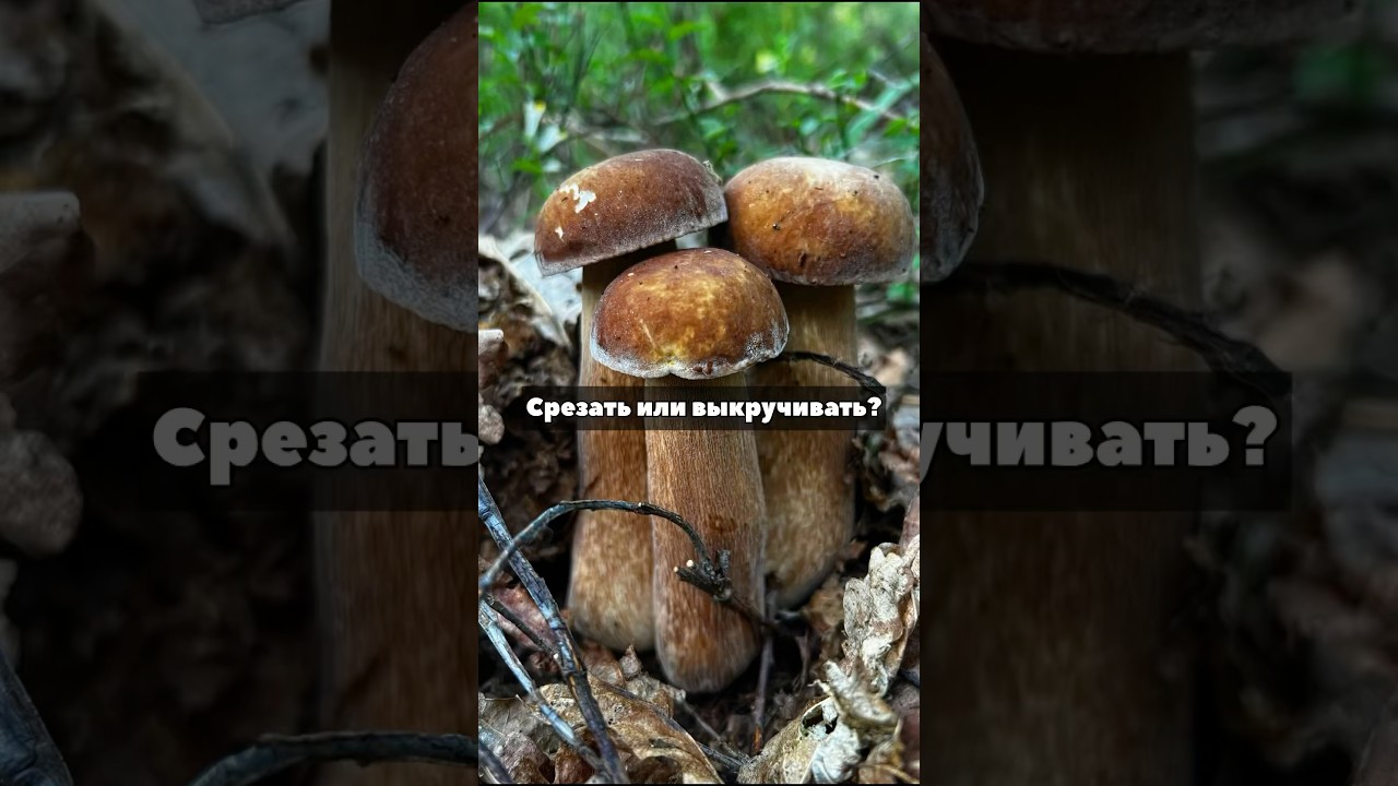 Трактор не убил грибницу?! Срезать или выкручивать грибы?