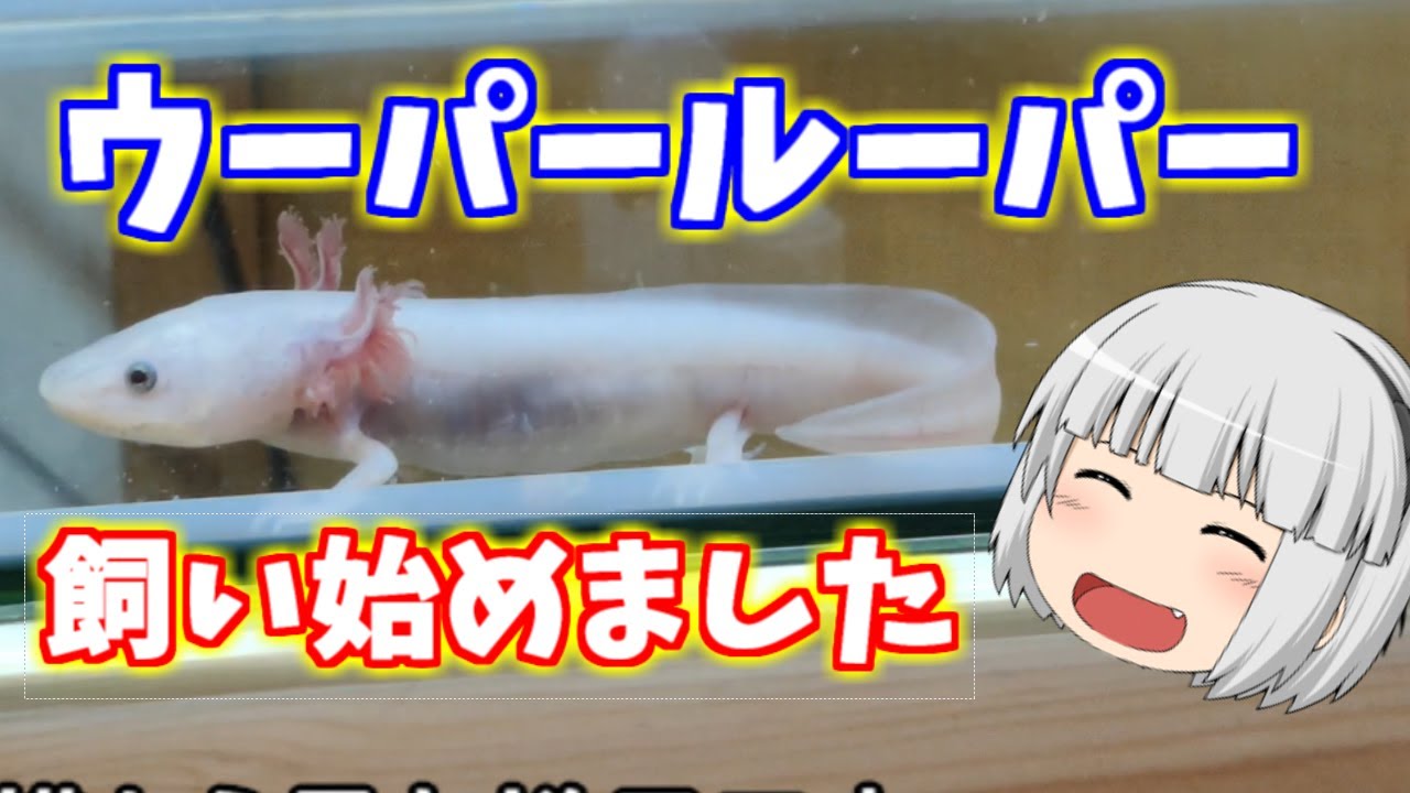 ウーパールーパーと金魚の水槽の引っ越し ゆっくり実況 Youtube