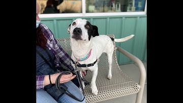 Meet adoptable dog Julia! (ID 67650)