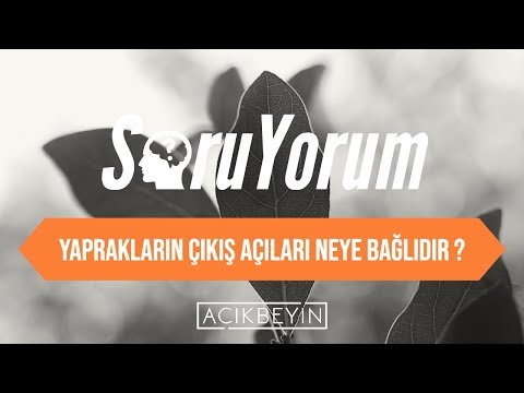 Video: Yaprak Kalıbının pH'ı nedir?