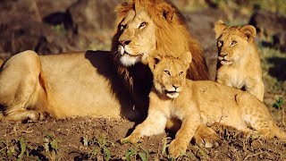 Lions-Animal Safari Videos🦁🦁 by Discover Animals 8 views 4 years ago 3 minutes, 28 seconds