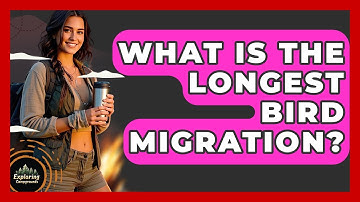 What Is The Longest Bird Migration? - Exploring Campgrounds