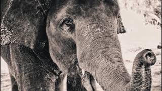Elephant Roars and Growls Sound Efect