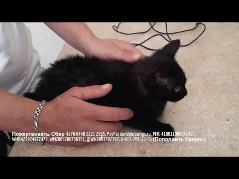 Выпадение прямой кишки у котенка лечение в домашних условиях