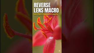 Professional Macro Photography on a ZERO Budget #reverselens#camerahacks#phototip#budgetphotography