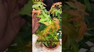 Maple Jepang ori (Acer palmathum) jenis tricolor WA-083816967286 #maple #maplejepang #bonsaimaple
