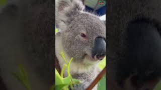 Koala eating ASMR