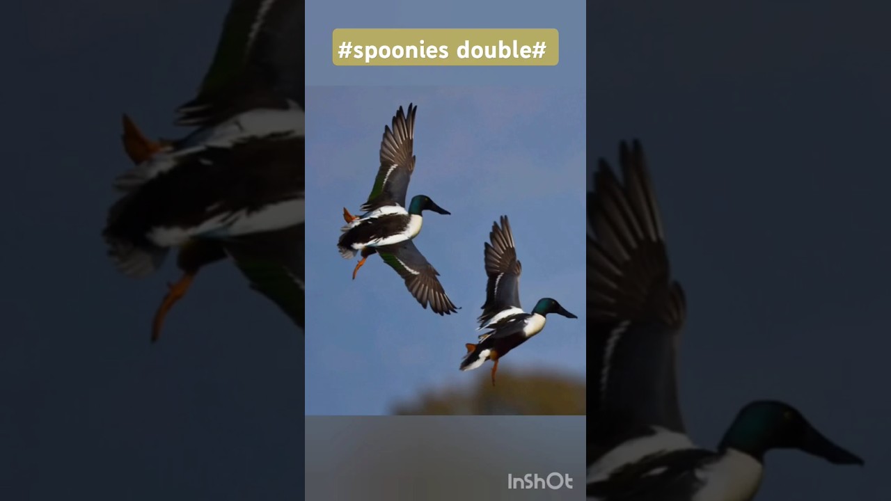 shoveler double 