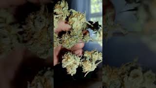 5th Day Drying
