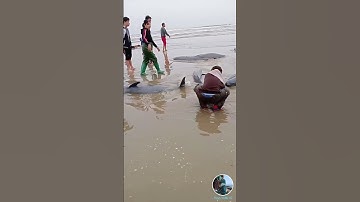 Những chú cá heo mắc cạn thật đáng thương 😭❤️Part 3  #shrots