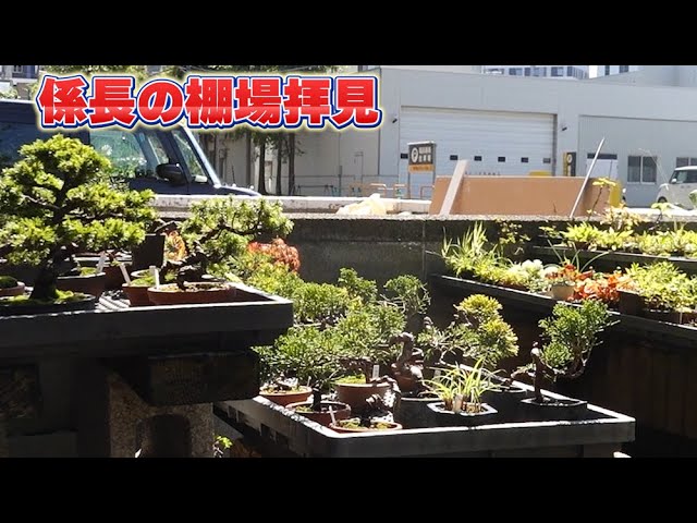 【サマーセール開催中】【神様からの贈り物】肥松樹齢200-300年　盆栽台 Regarding the sale of Bonsa Pot Artist, Gyozan Nakano's
