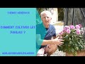 Comment cultiver les dahlias   monjardindansleslandes