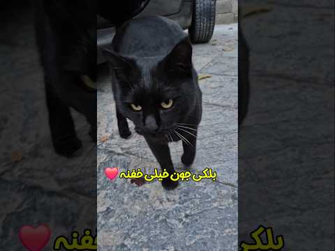 نگاه استیل گنگو Cat Catshorts Catvideos Youtube Youtubeshorts Shortvideo Cute Vlog Like 
