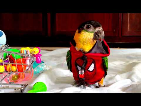 Black headed caique baby boy Black headed caique baby boy