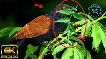 ⚠️ Bìm Bịp Loài Chim Mảnh Điêu Khắc Tinh Của Mọi Loài Rắn Độc | Khám Phá Cuộc Sống