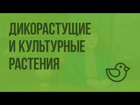 Дикорастущие и культурные растения. Видеоурок по окружающему миру 1 класс