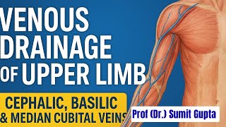 Venous Drainage of Upper Limb | Cephalic, Basilic & Median Cubital Veins Explained