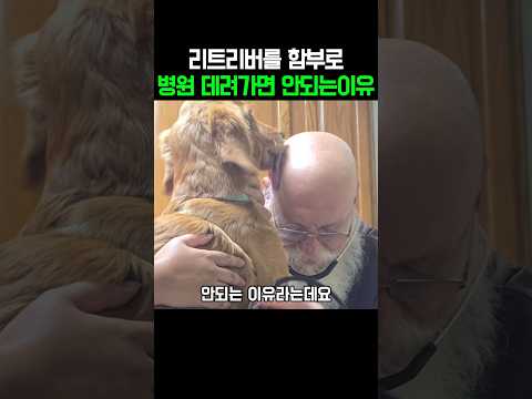 리트리버를 함부로 병원 데려가면 안되는이유 thumbnail