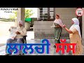 ਸੱਸ ਲਾਲਚੀ ਸਹੁਰੇ ਦੀ ਪੁੱਗੇ ਨਾ || sas lalchi sohre di pugge na|| new punjabi movie || pendu virsa Mansa