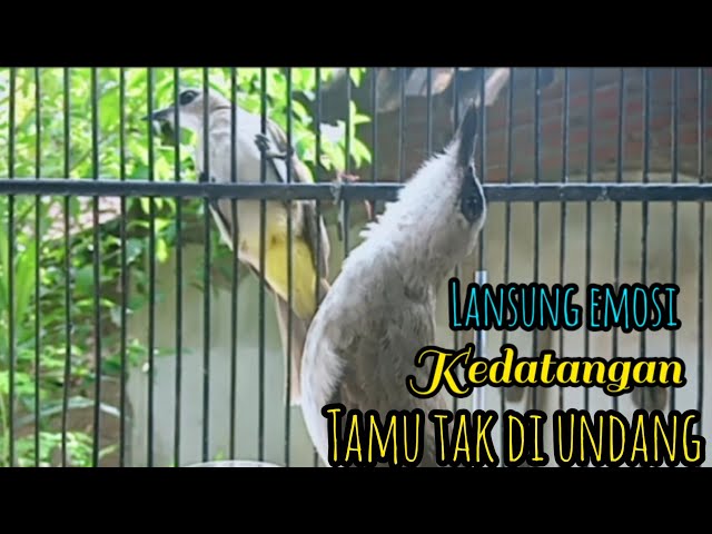 trucukan gacor EMOSI TARUNG asli SUARA BURUNG TRUCUK alam liar jadikan trucuk nyaut GACOR SEKETIKA class=