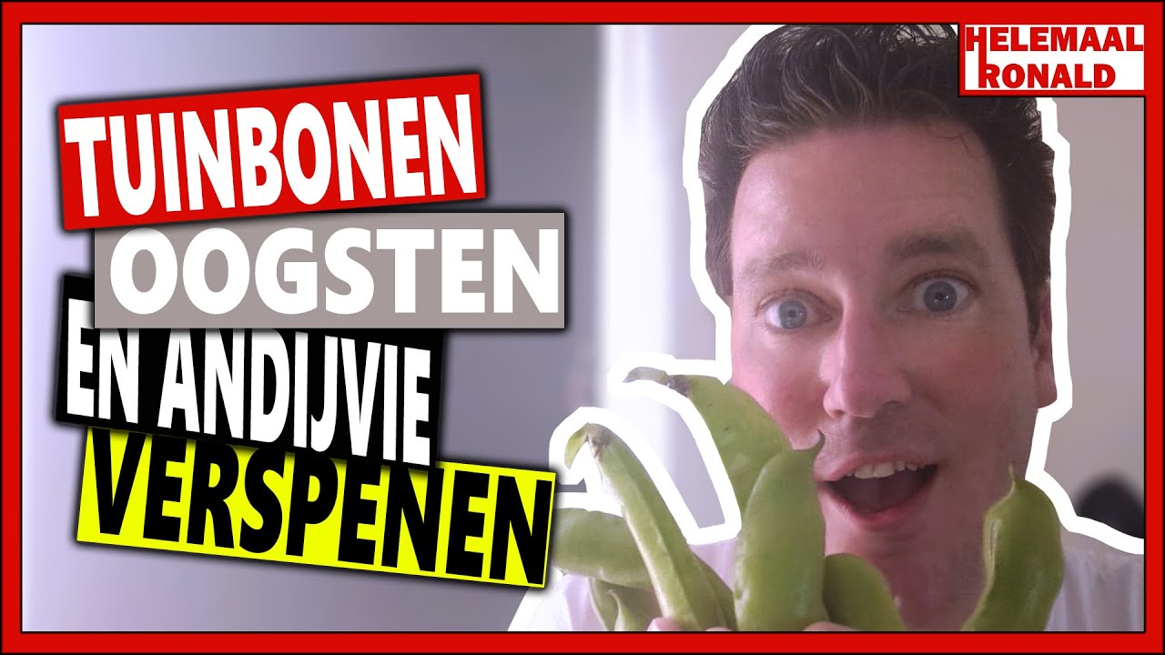 TUINBONEN OOGSTEN EN ANDIJVIE VERSPENEN| Week 26 | Vlog 94 | winter andijvie verspenen en tuinbonen