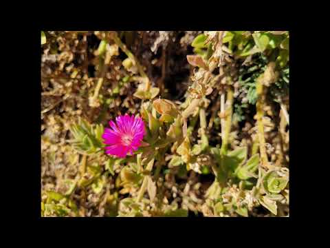 Islamic Emotional Humming Without Musical Instruments Copyright Free 