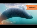 Manatee | National Wildlife Week 2023