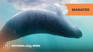 Manatee National Wildlife Week 2023