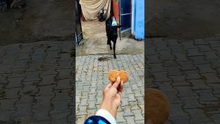 Meri gaiya aati hai mujhko doodh pilati hai #merigaiyaaatihai #cowvideos ##gaiyamerigaiya #cow #cows