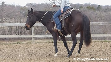 Tippin - riding bridleless! - ValleyViewRanch.net