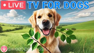 🔴24 Hours of Dog TV🎵🐶Soothing Sleep Music for Dogs🐾🩷Relaxing Dog Music for Separation Stress Relief