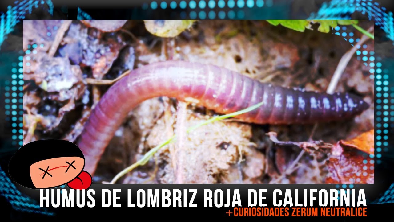 HUMUS de LOMBRIZ roja de California y curiosidades ZERUM NEUTRALICE