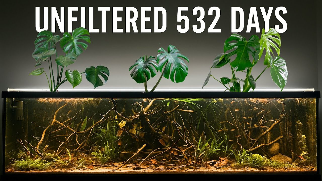 No Filter, No Water Changes - 532 Days of Pure Nature in a Tank!