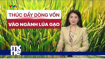 Thúc đẩy dòng vốn bền vững vào sản xuất lúa gạo | VTVMoney