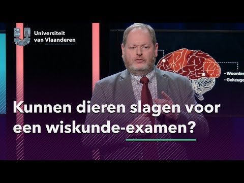 Video: Kun je niet slagen voor een wiskunde-plaatsingstest?