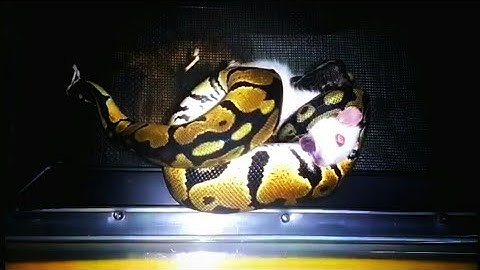 Pastle Ball Python Eating Mice