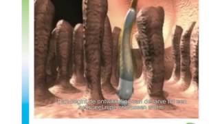 Dipylidium caninum Lintworm cestode hond kat NL
