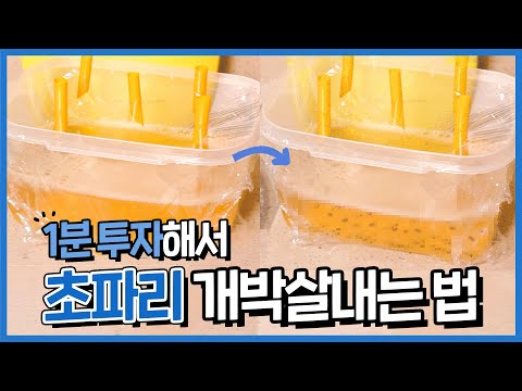맥주에 빨대 꽂으면 <strong>초파리가</strong> 박멸된다는 사실 발견