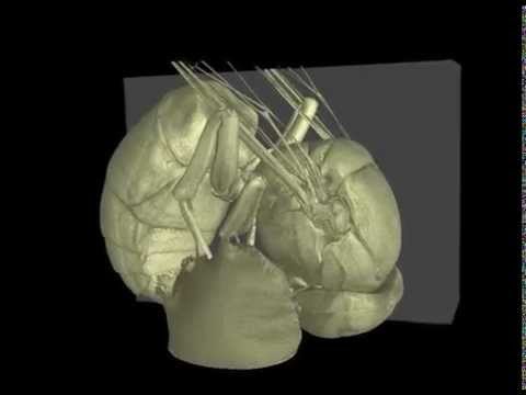 The X-Ray Wasp - Die Röntgenwespe