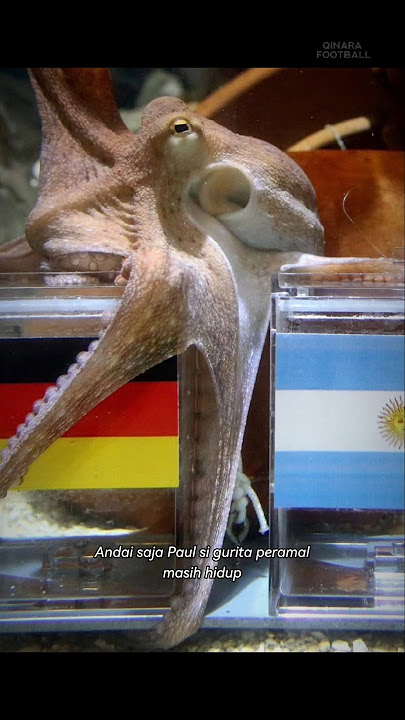 If only Paul the fortune-telling octopus were still alive😳