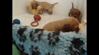 Details pups-aug12.AVI (HEIDI'S) Guide