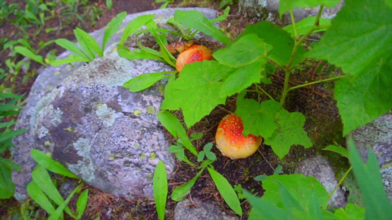 Things to do in Santa Fe, NM "Tepee City"