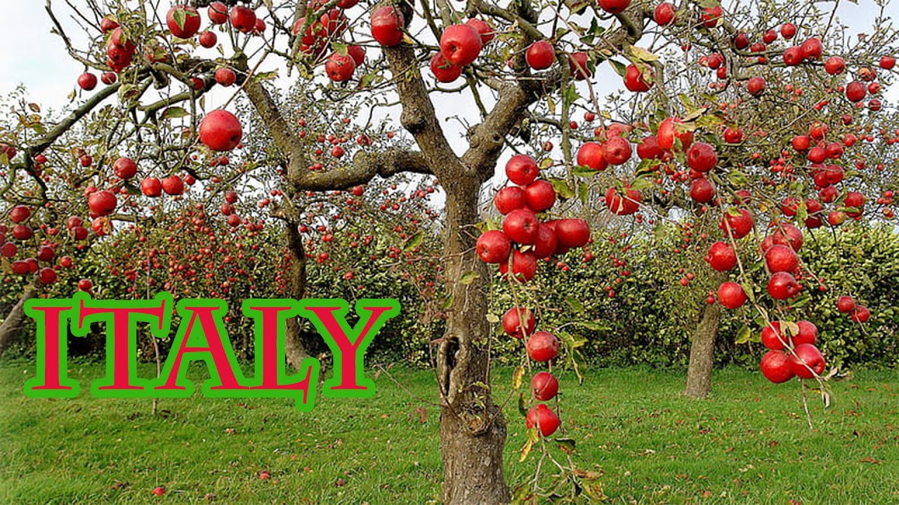 Italy apple garden